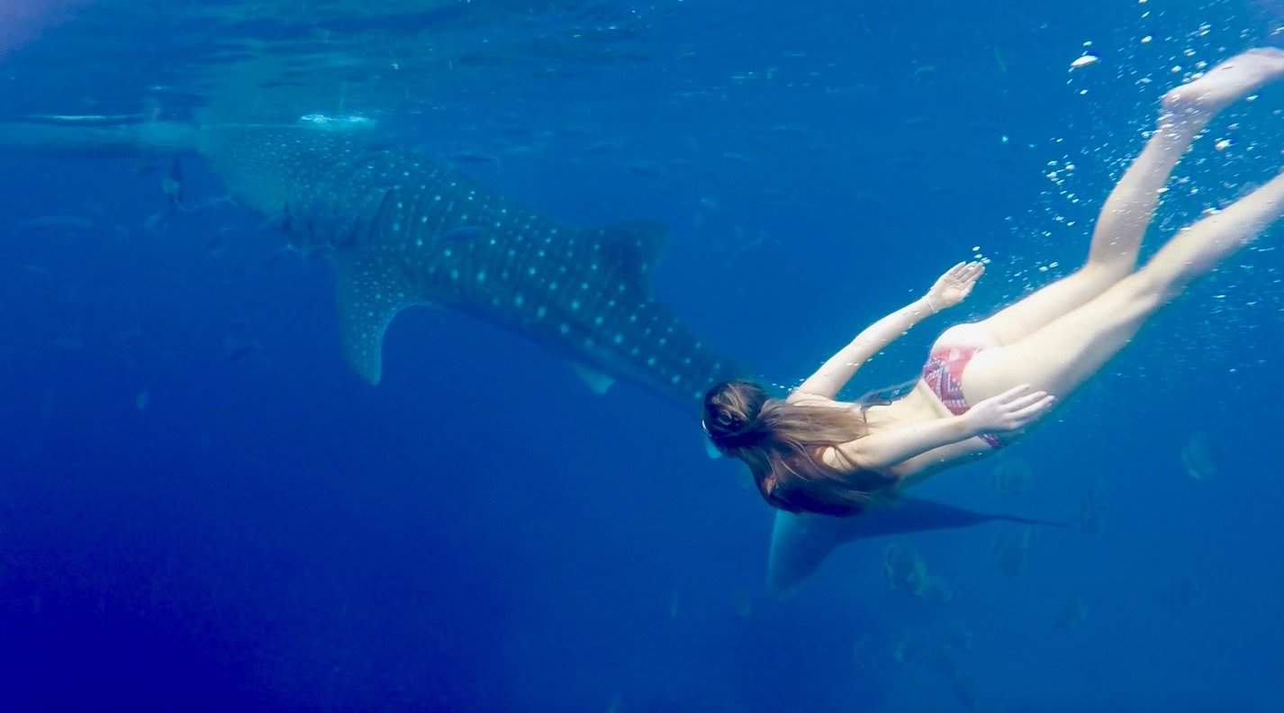 Swimming With Whale Sharks In The Philippines Stoked To Travel