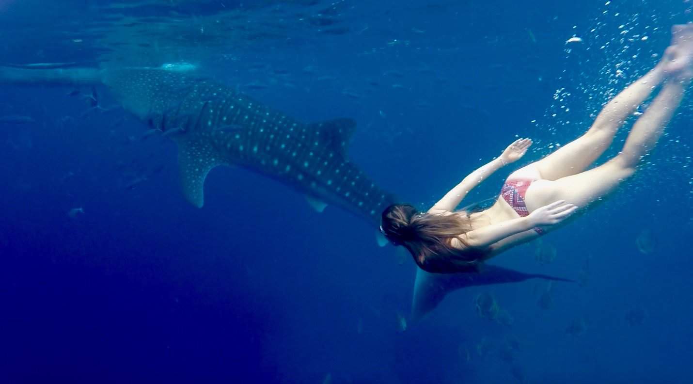 Swimming with whale sharks Oslob, Cebu, Philippines