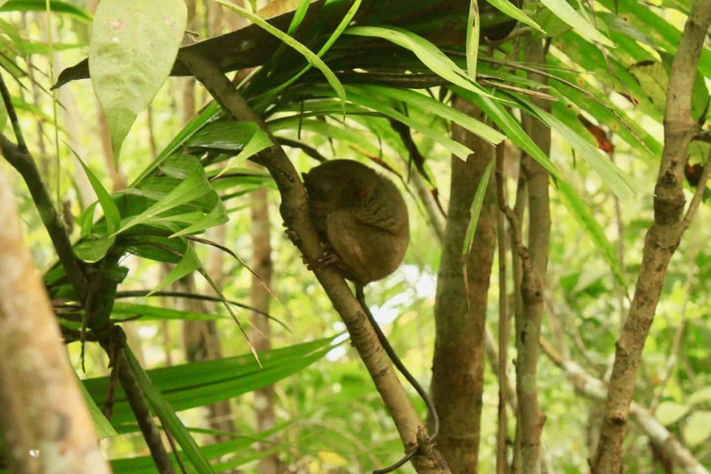A tiny tarsier monkey at Bohol Tarsier Sanctuary