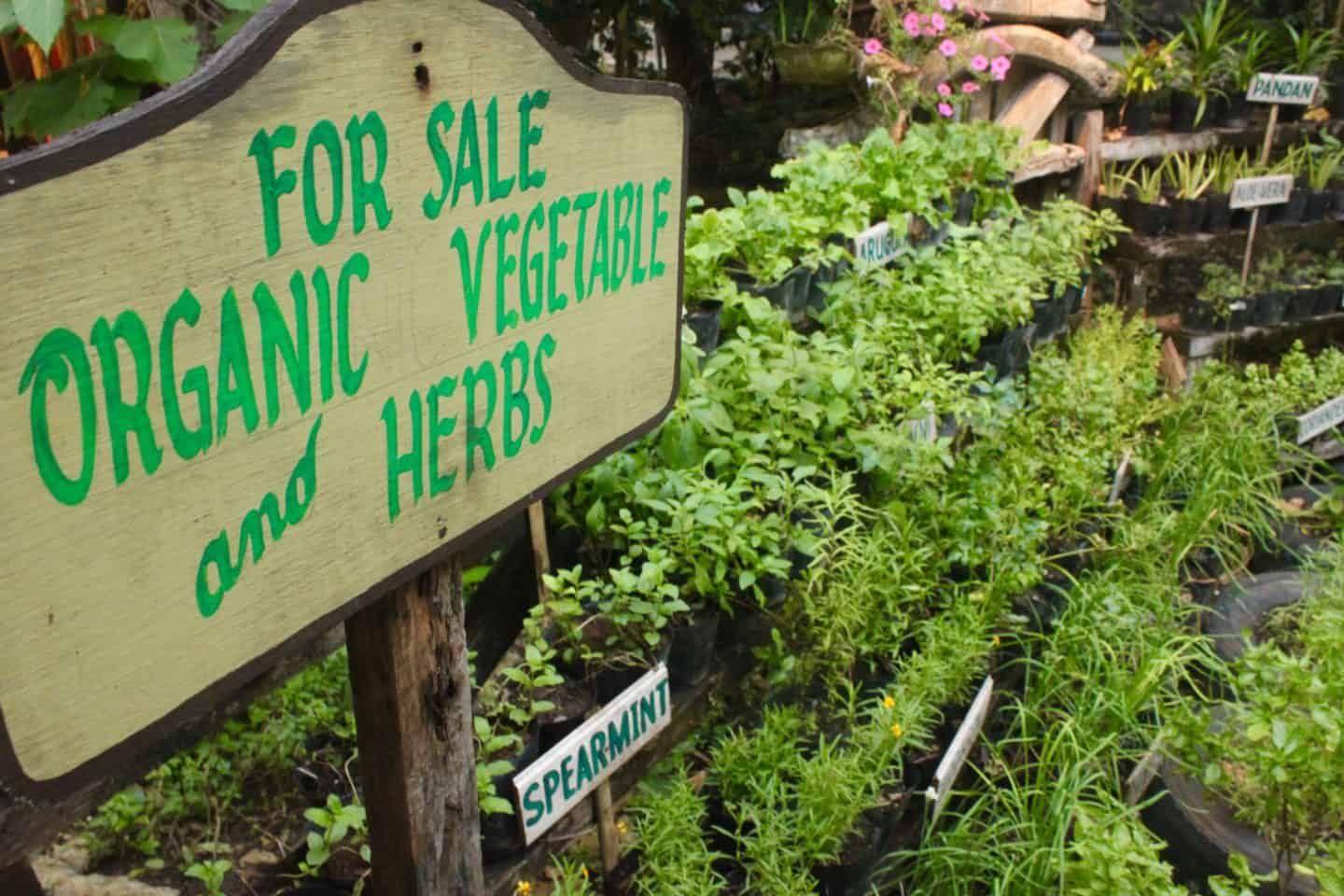 The organic farm at Bohol Bee Farm