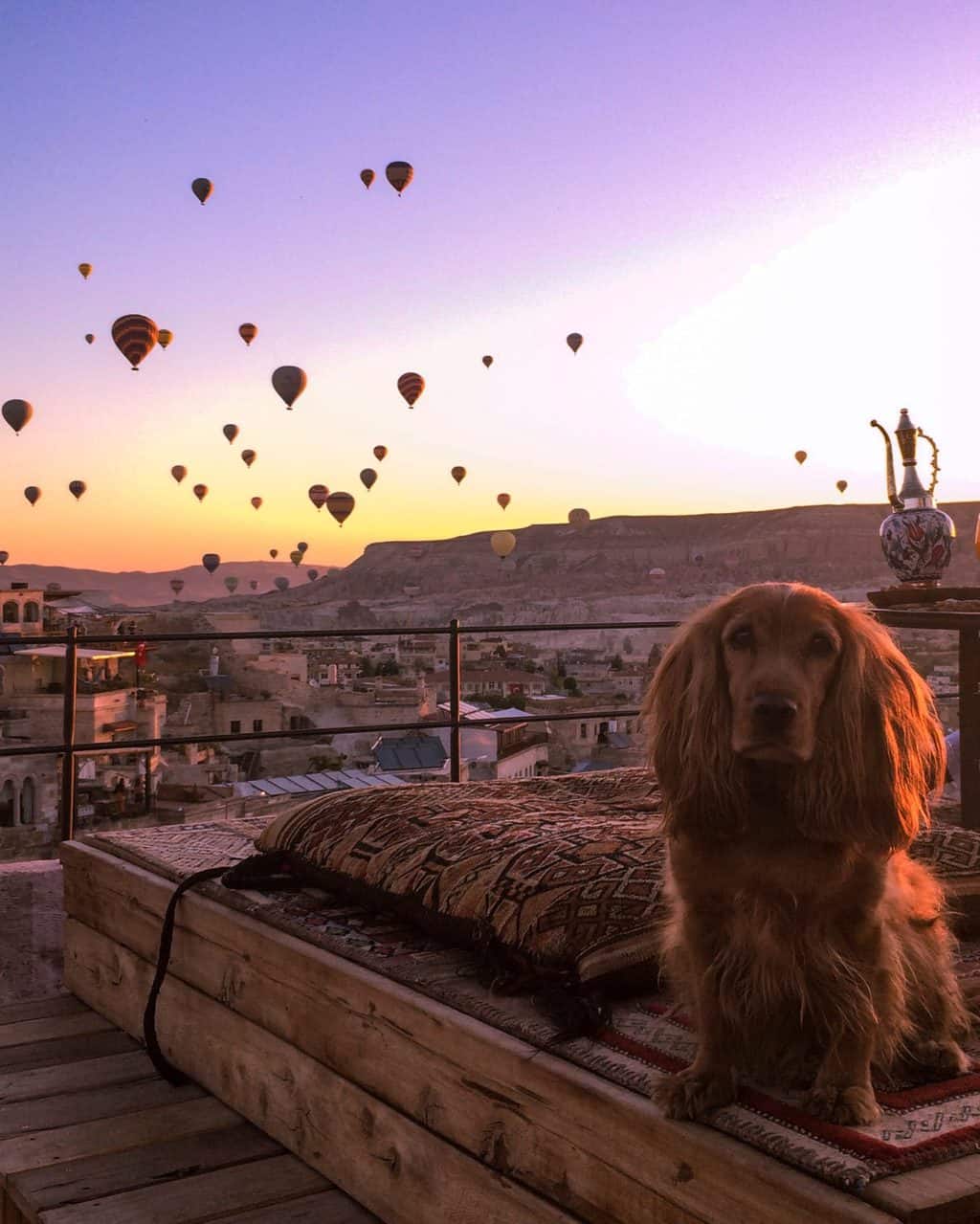 Izmir, the gorgeous dog at Sultan Cave Suites