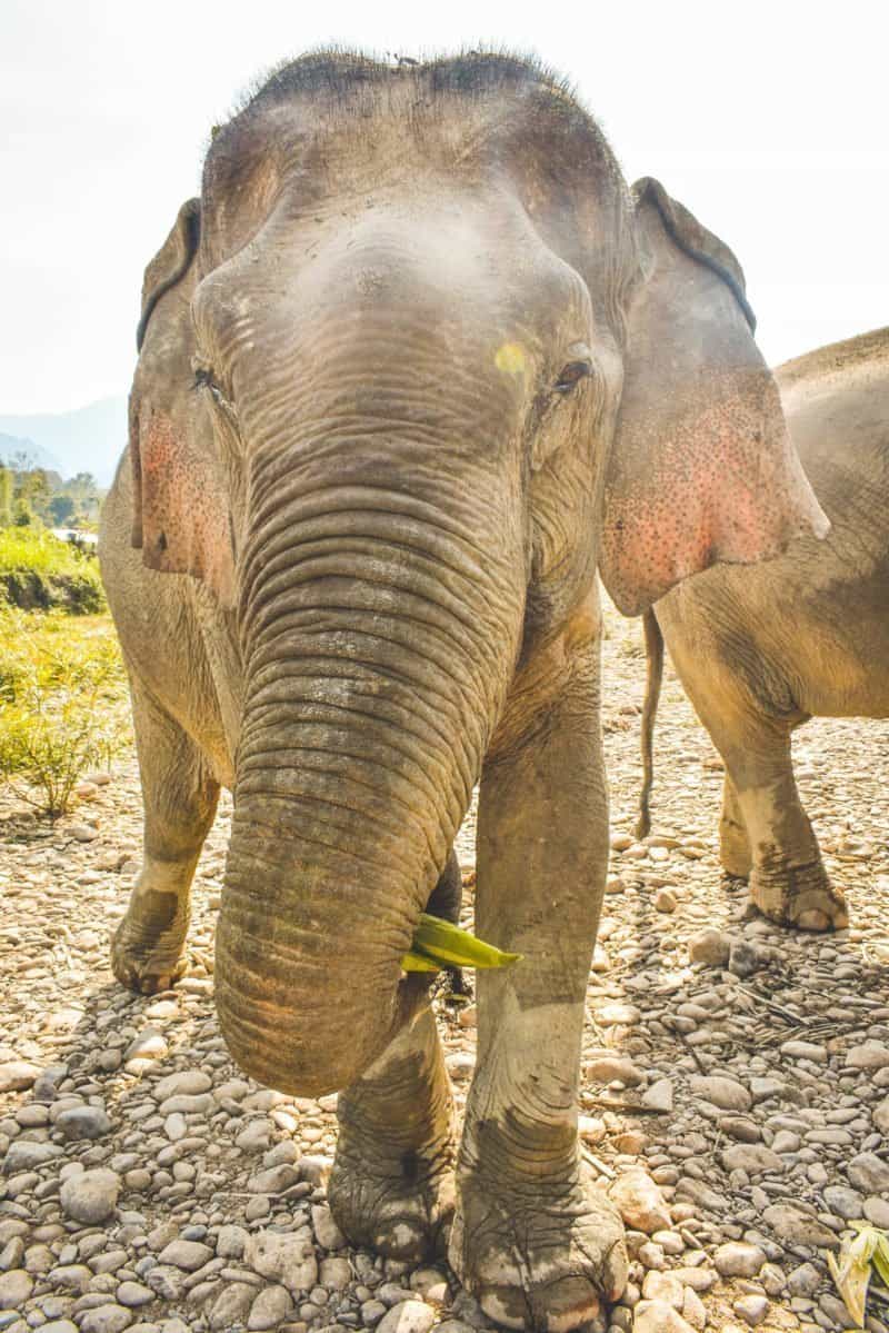 Elephant encounter at Mandalao