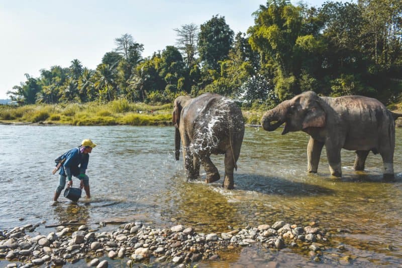 Ethical Elephant Experience in Luang Prabang, Laos: MandaLao Elephant Conservation