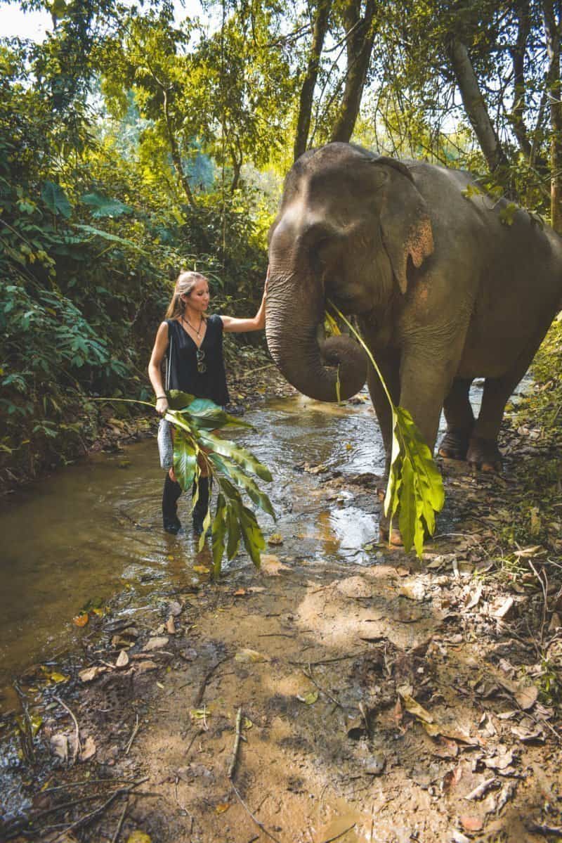 Meeting the elephants at Mandalao Elephant Sanctuary