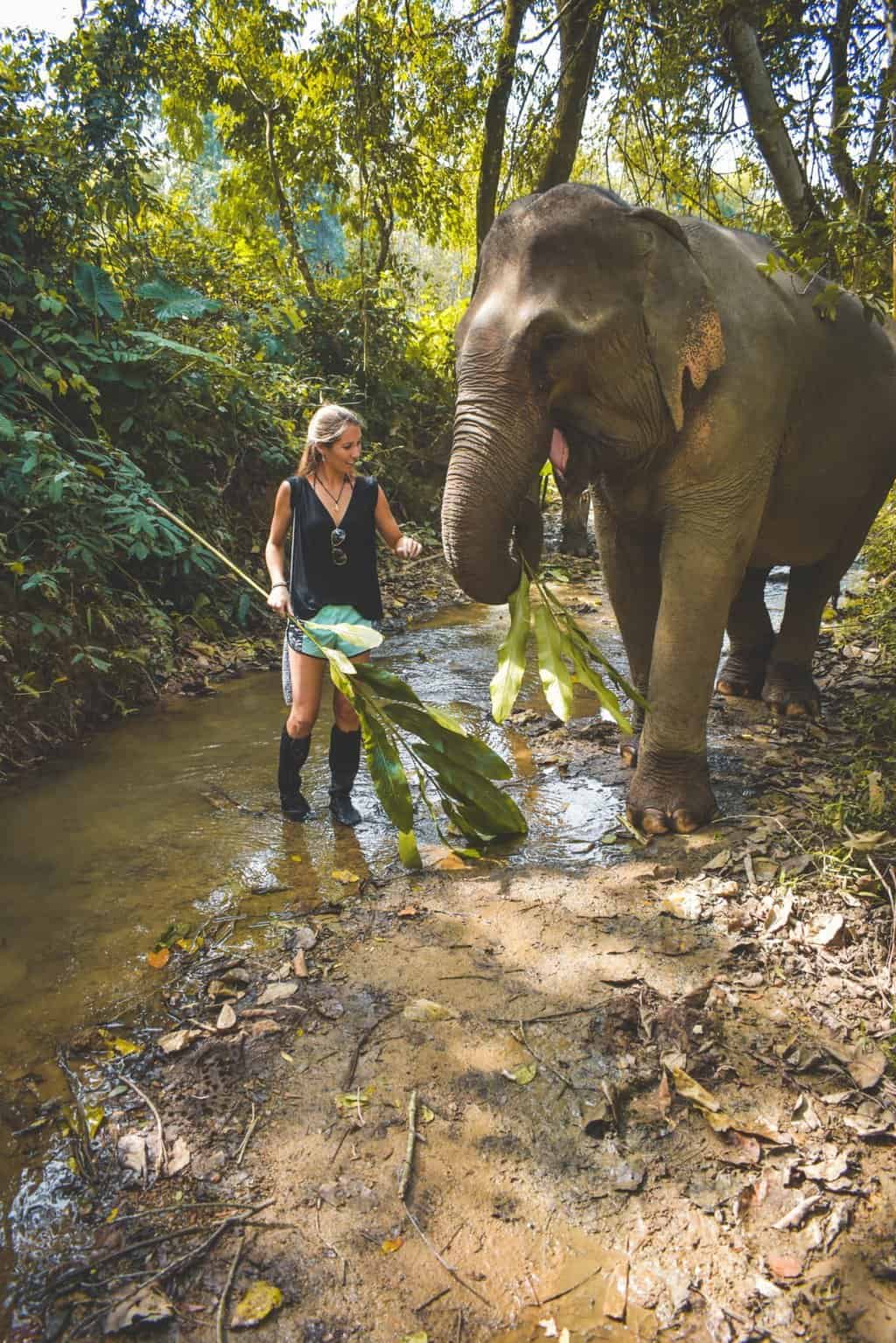 Ethical elephant experience in Luang Prabang