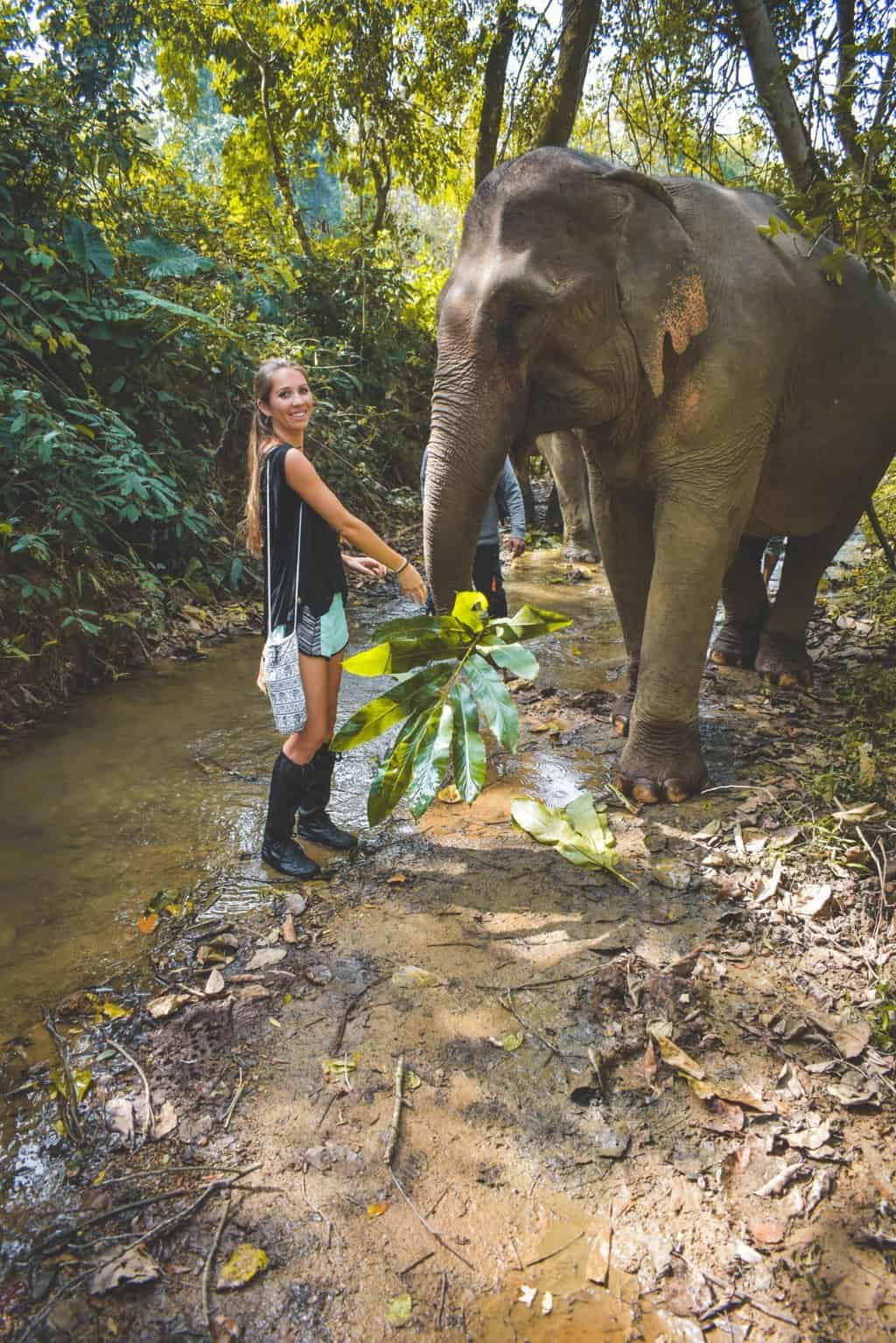Ethical elephant experience in Luang Prabang