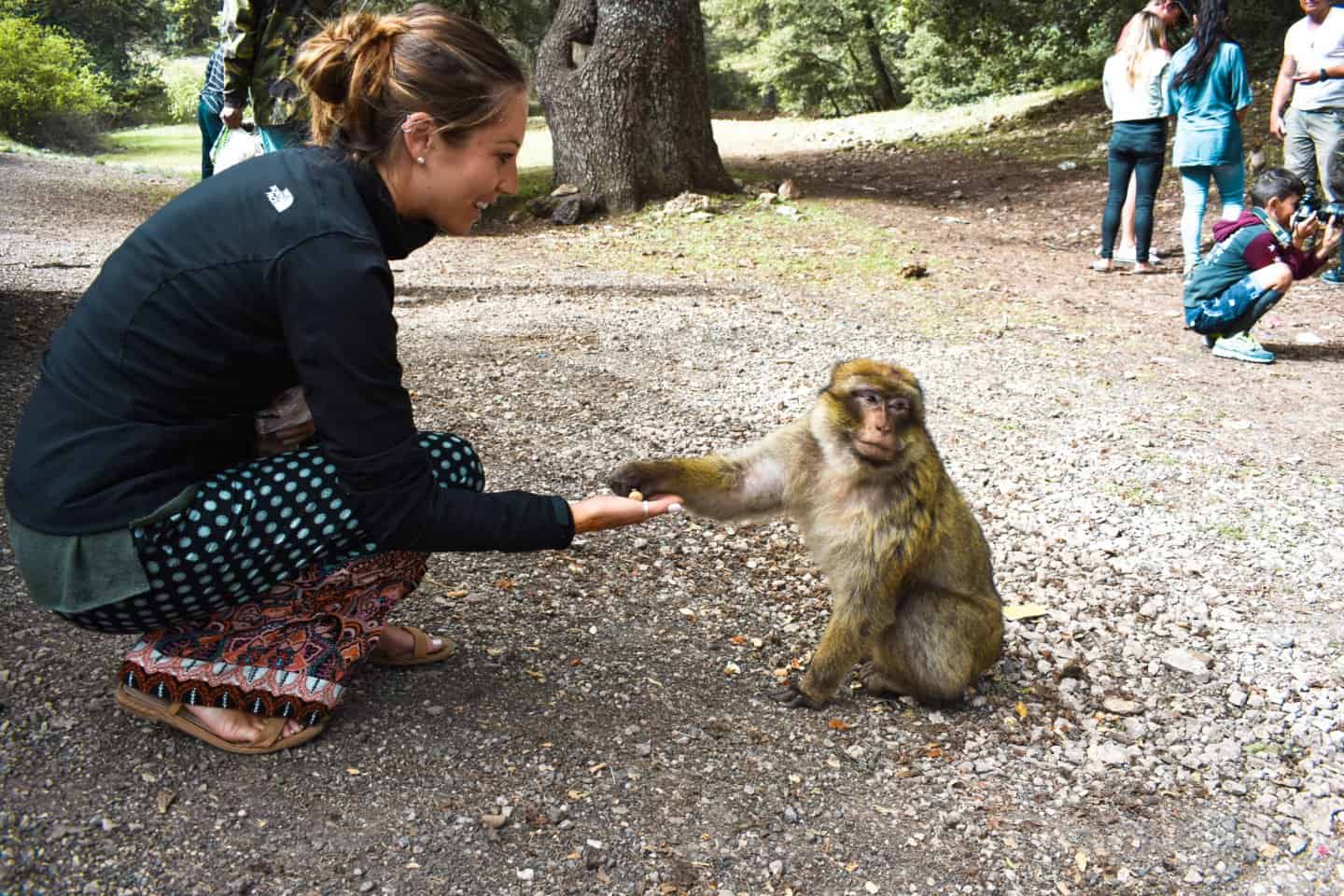 Feeding the monkeys in Azrou, Morocco