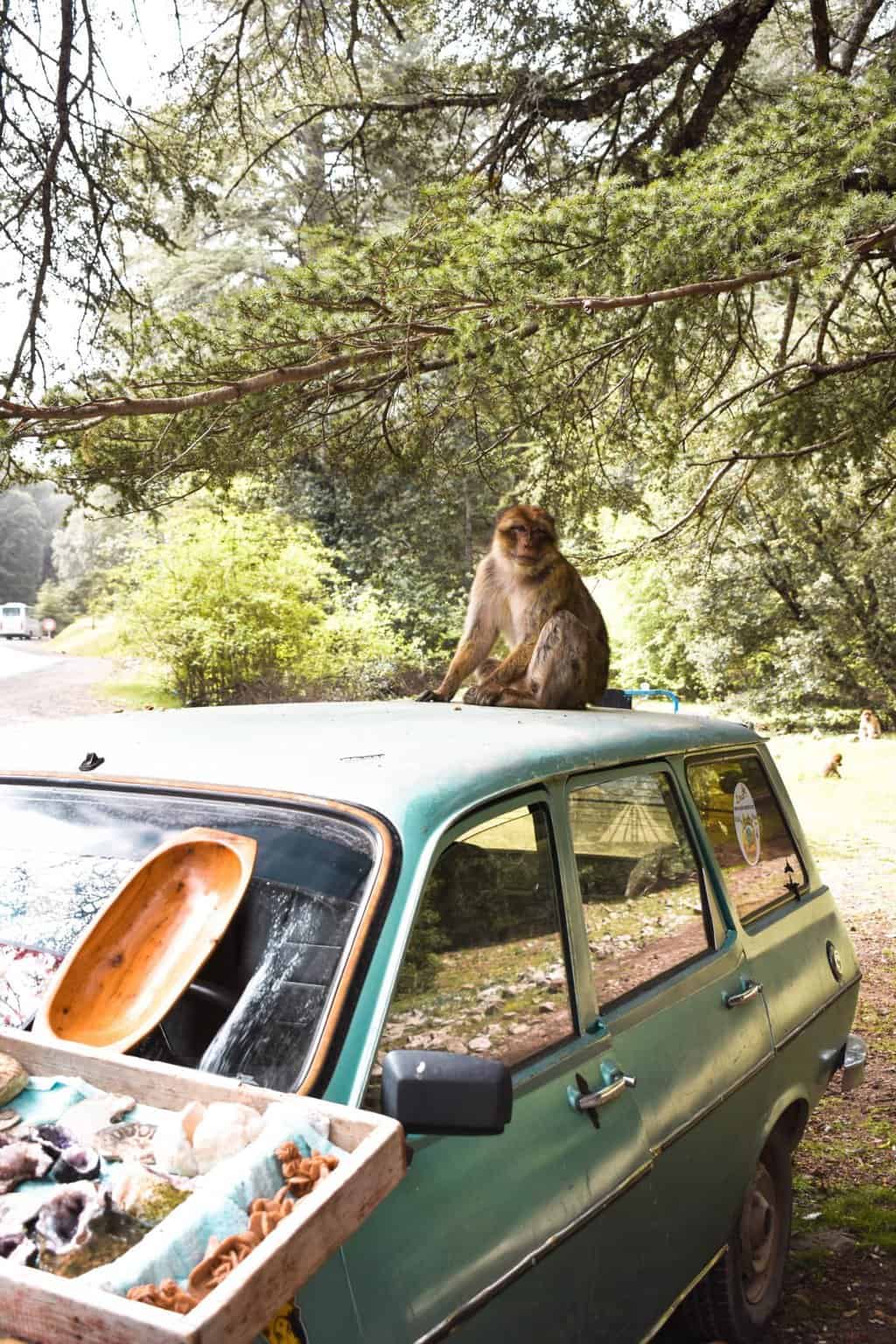 Monkeys in Azrou, Morocco