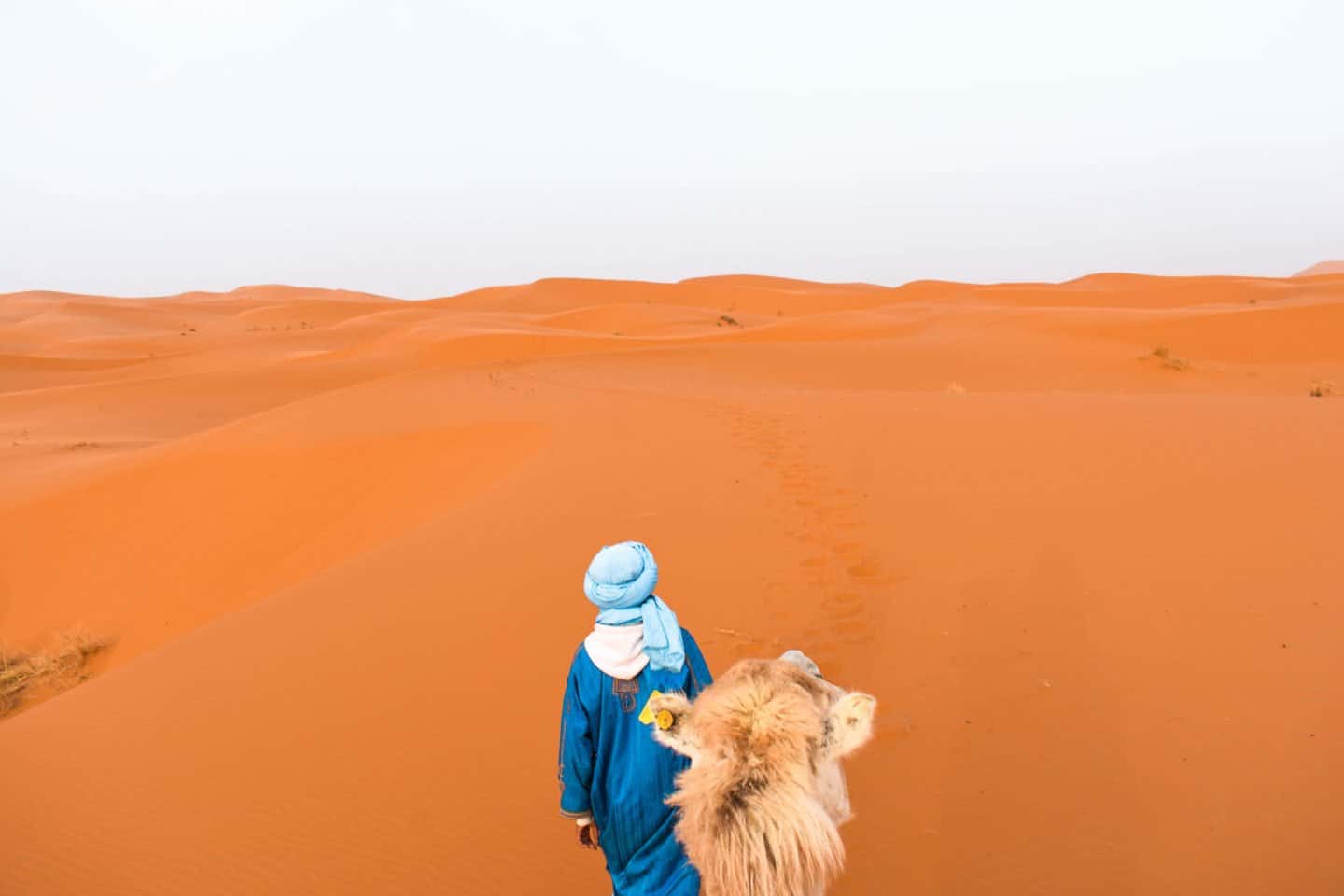 riding camels in the Sahara Desert