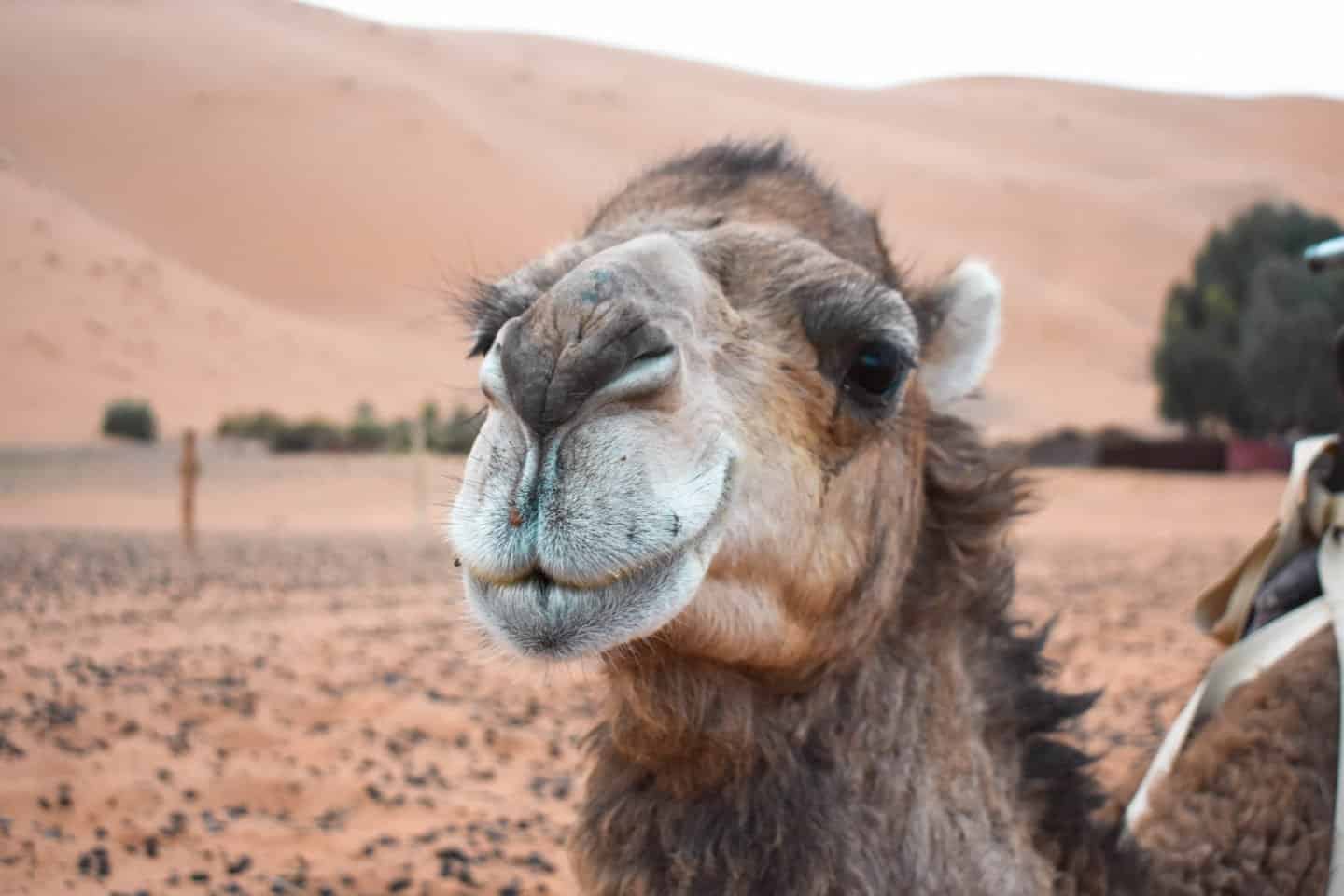 camels in the desert