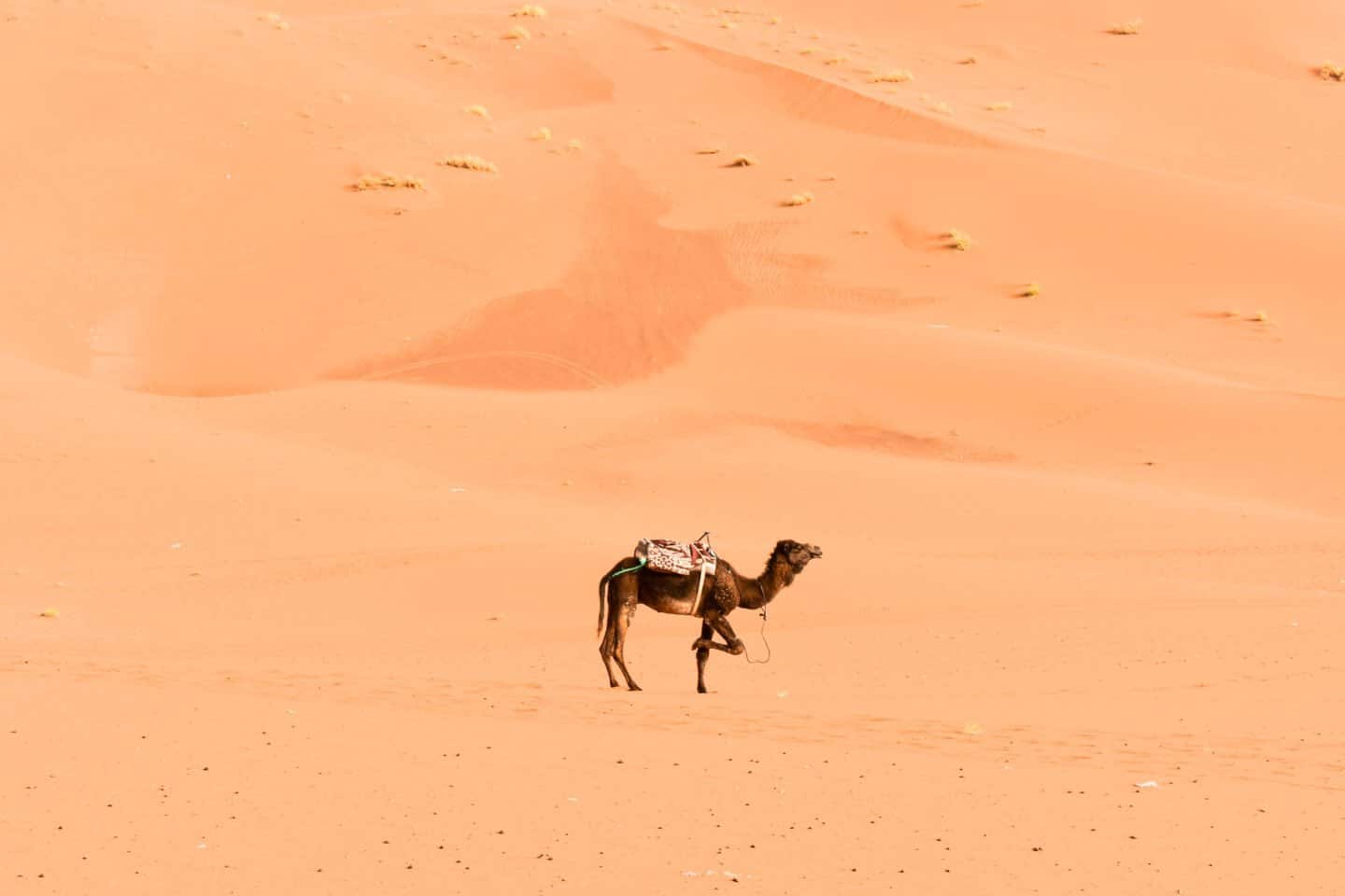 Sahara Desert tour