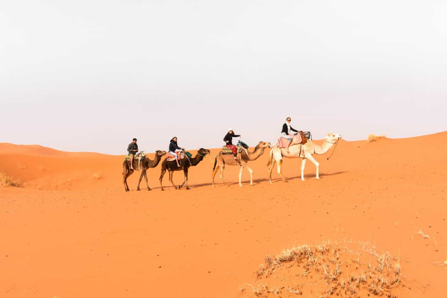 camel rides in the Sahara Desert