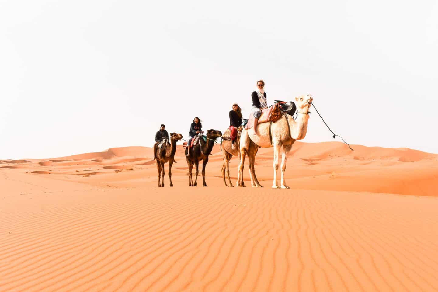 Camel rides in the Sahara Desert