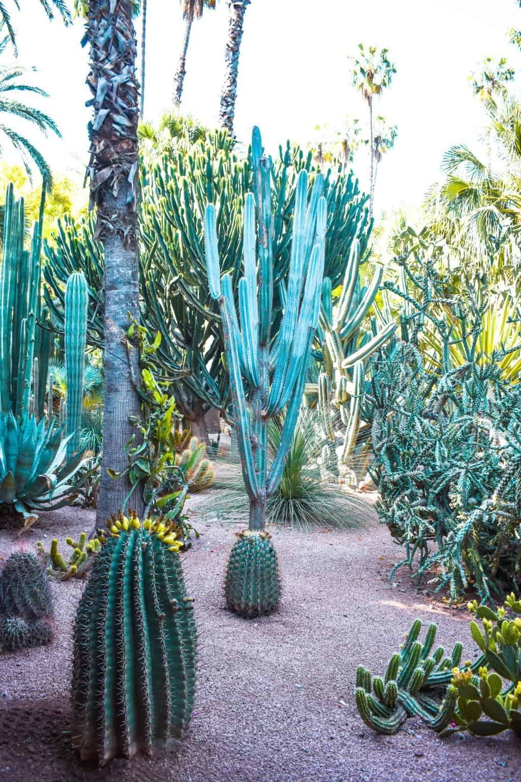 Visiting Le Jardin Majorelle in Marrakech