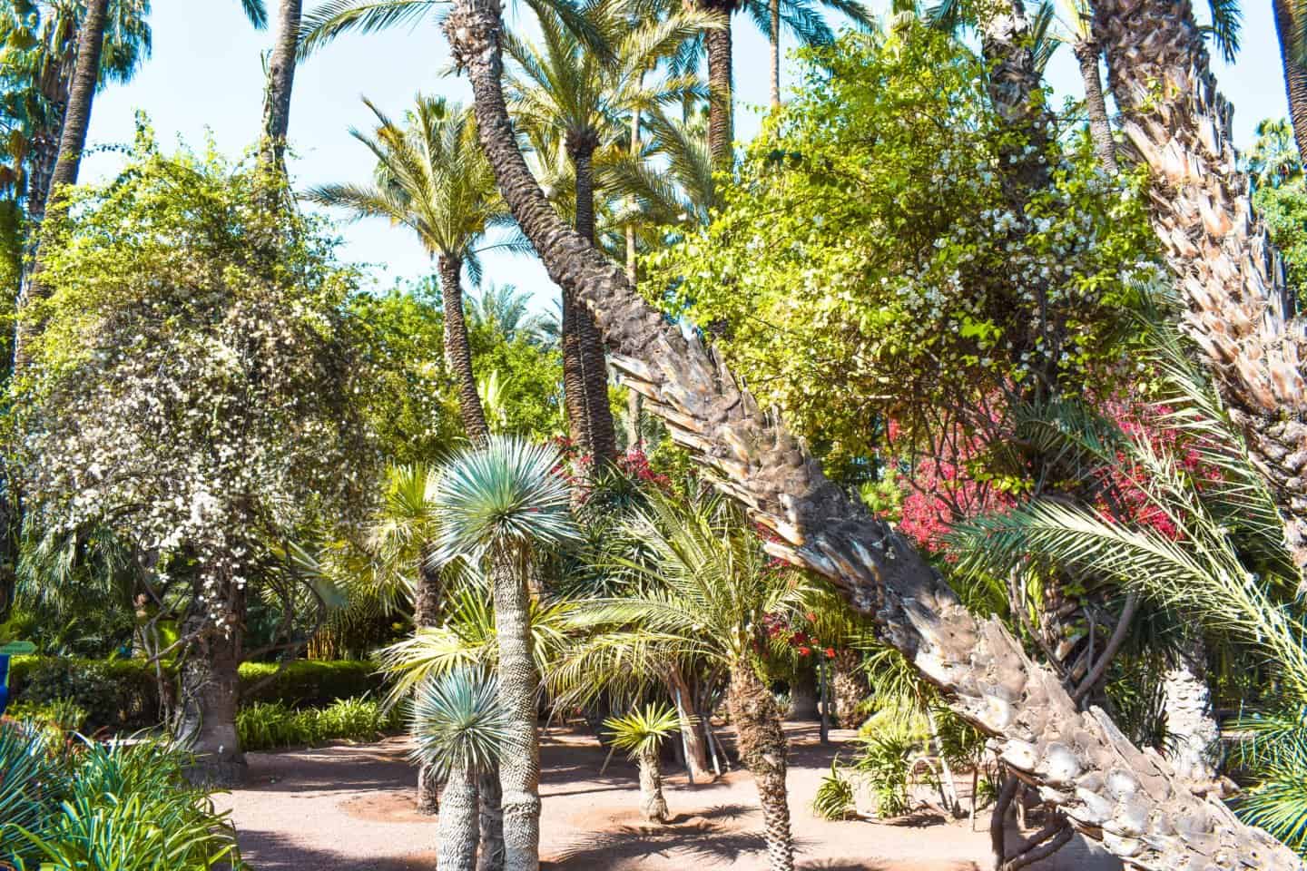 ysl gardens in marrakech