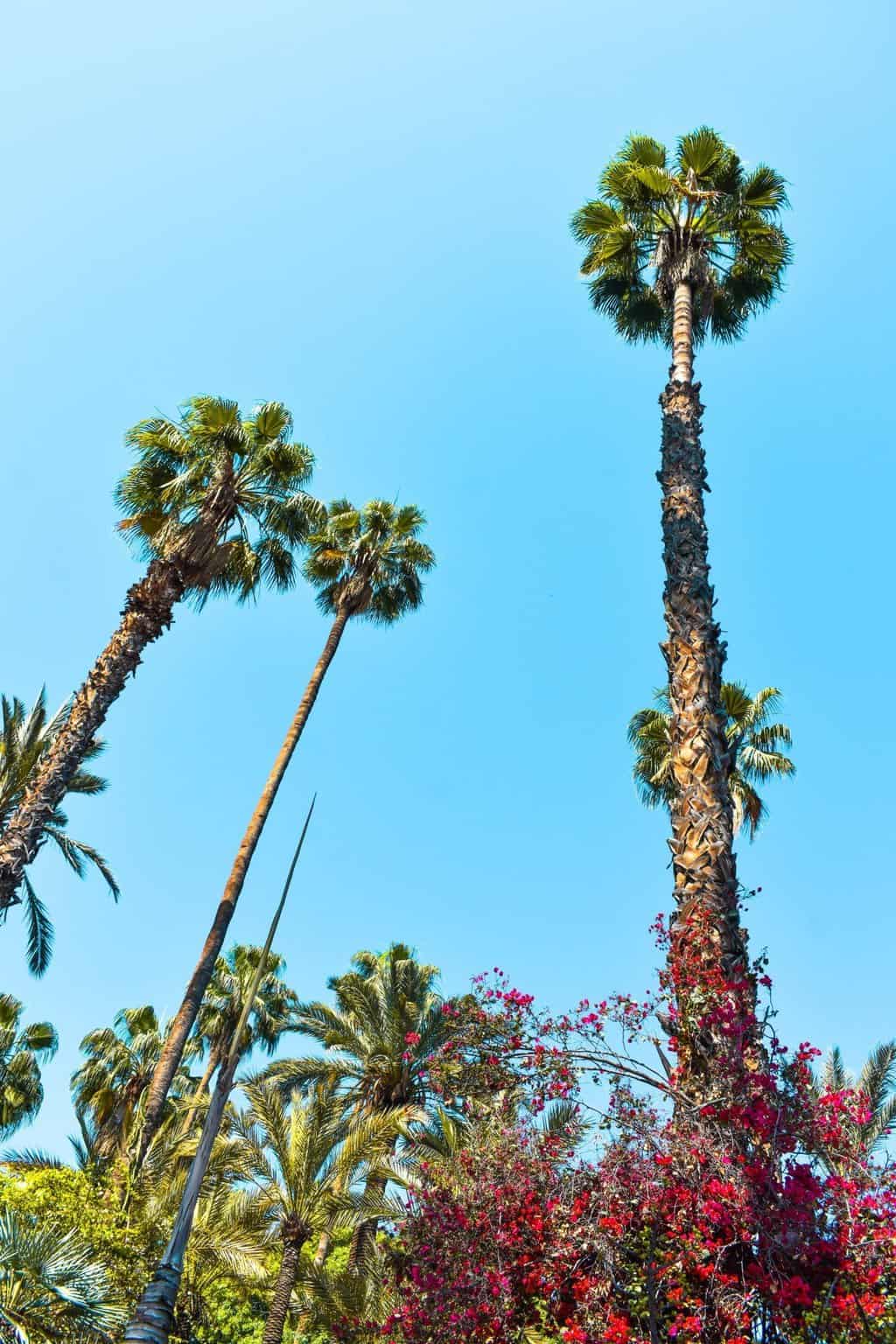 Visiting Le Jardin Majorelle in Marrakech