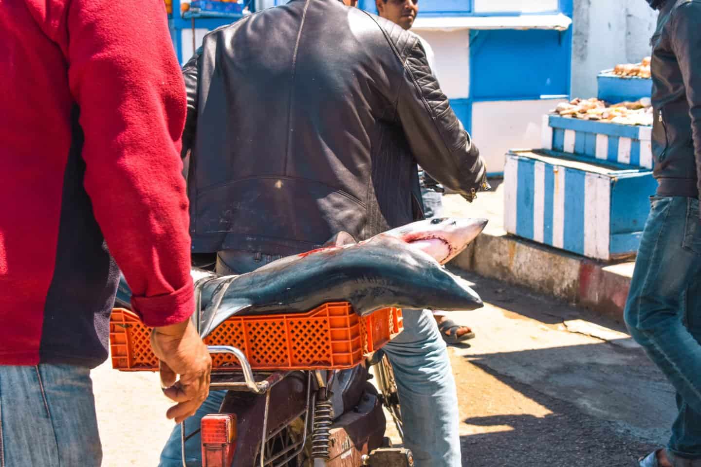 daily catch in Essaouira