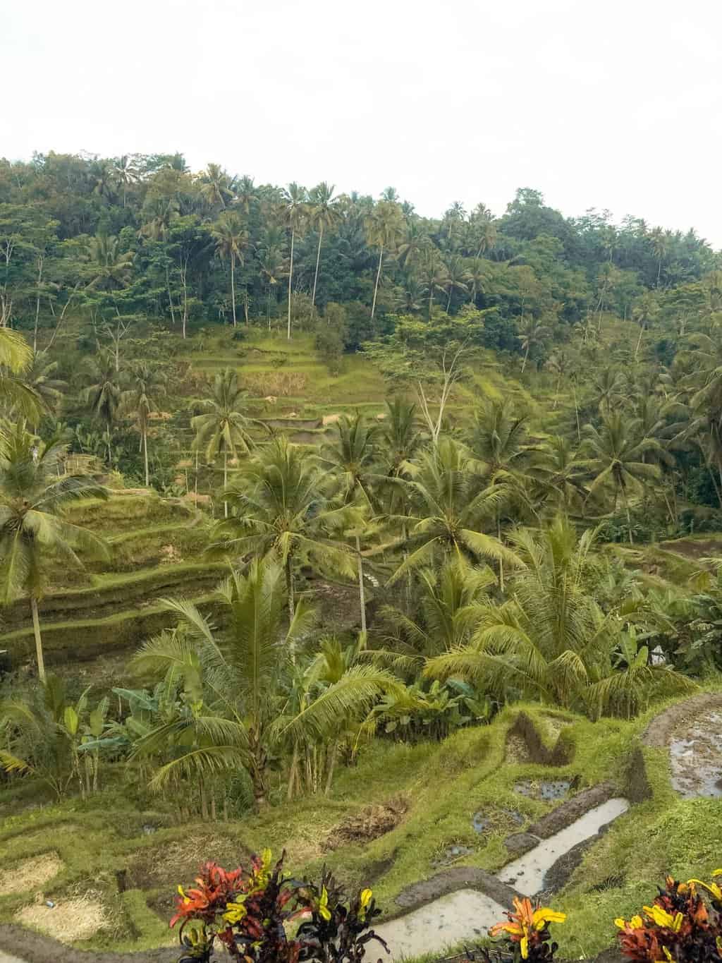 Rice terrace views from the Ubud Pool Clubs