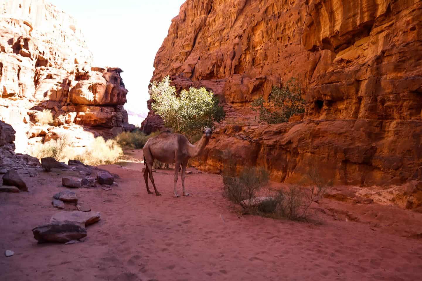 Wadi Rum guide