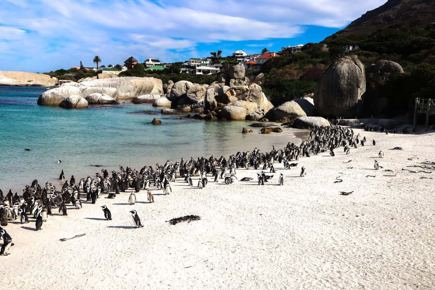 Penguin colony at Boulders Beach