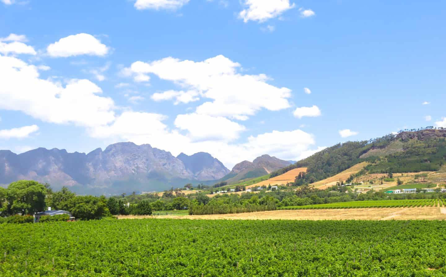 cape town vineyards