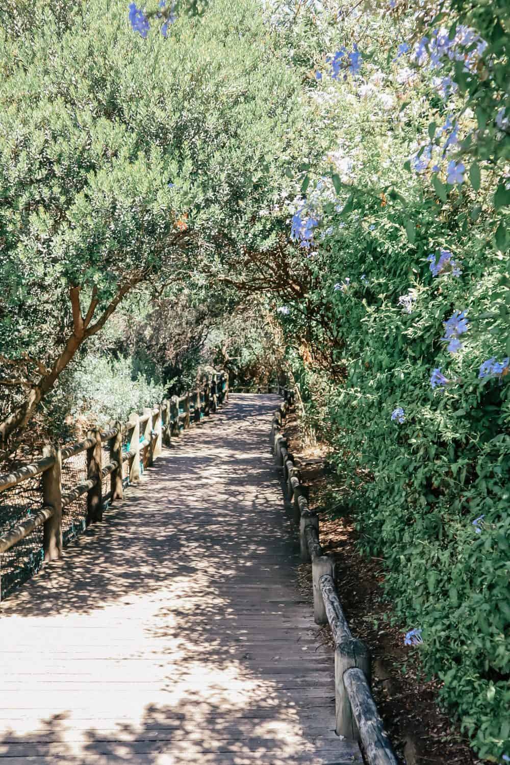 The boardwalk between the two penguin beaches