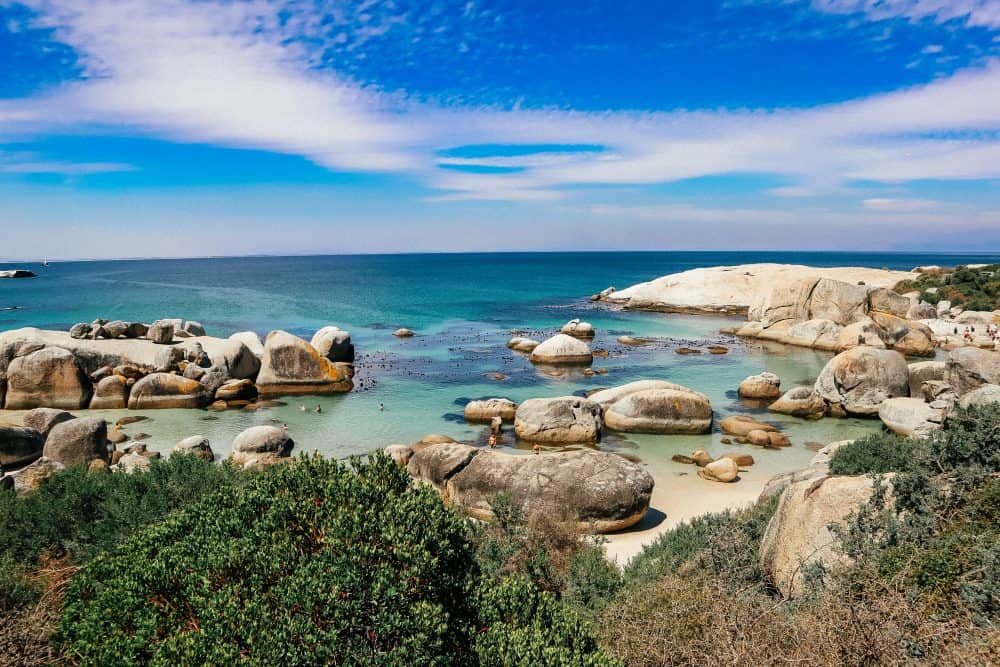 penguin beach in cape town