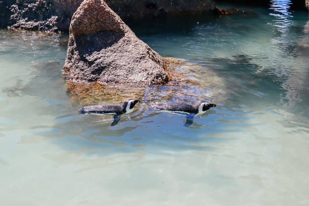 Penguins swimming at Boulders Beach