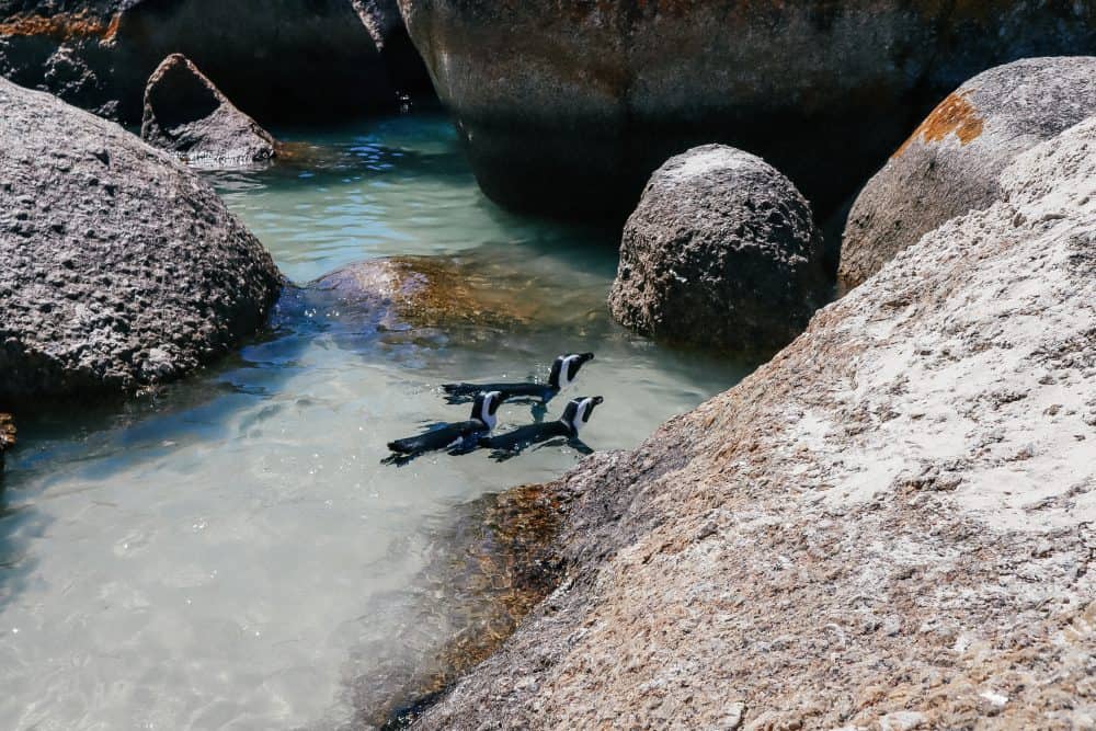 Penguins swimming at the penguin beach in cape town