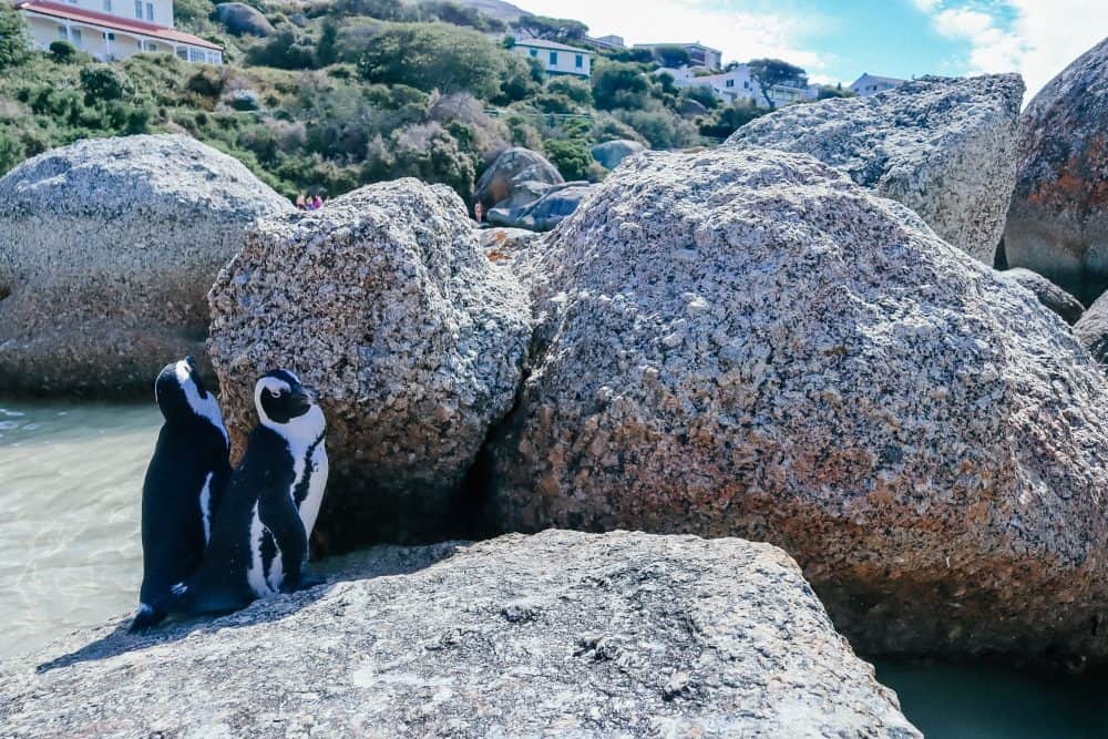 Penguins at Boulders Beach