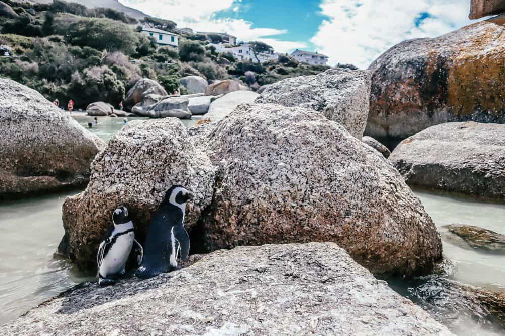 Penguins at Boulders Beach