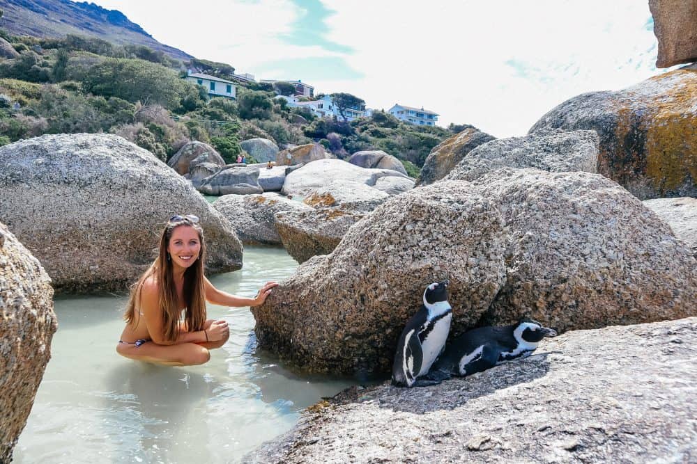 Penguins at Boulders Beach - the penguin beach in cape town