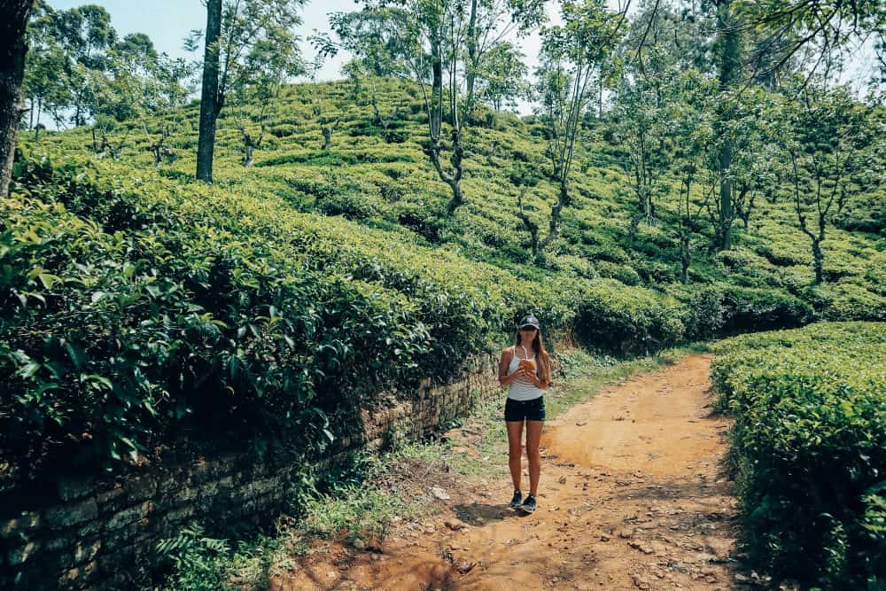 Hiking amongst tea plantations in Ella