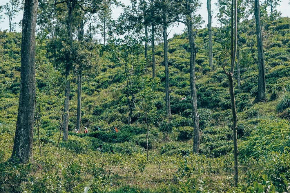 Local tea pickers in Haputale