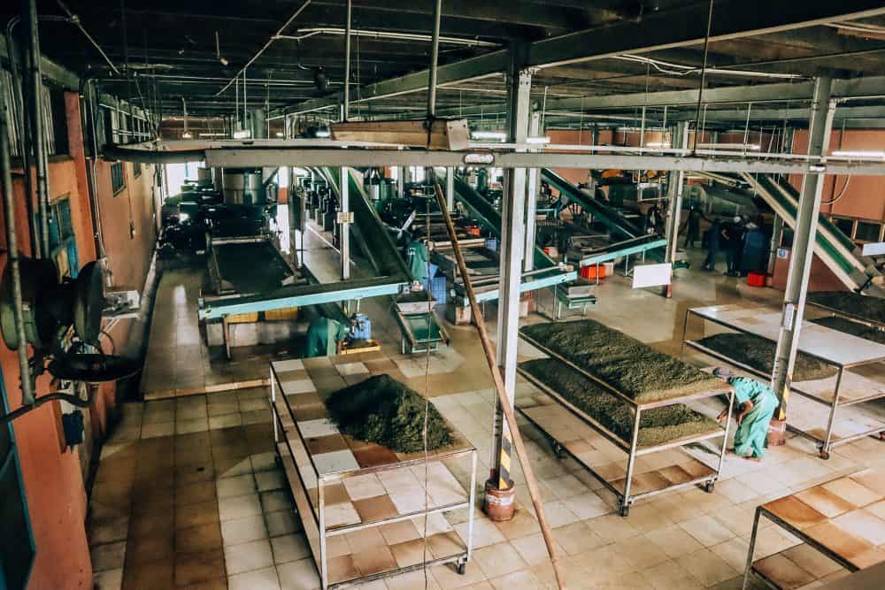 The tea plantation in Ella, Sri Lanka