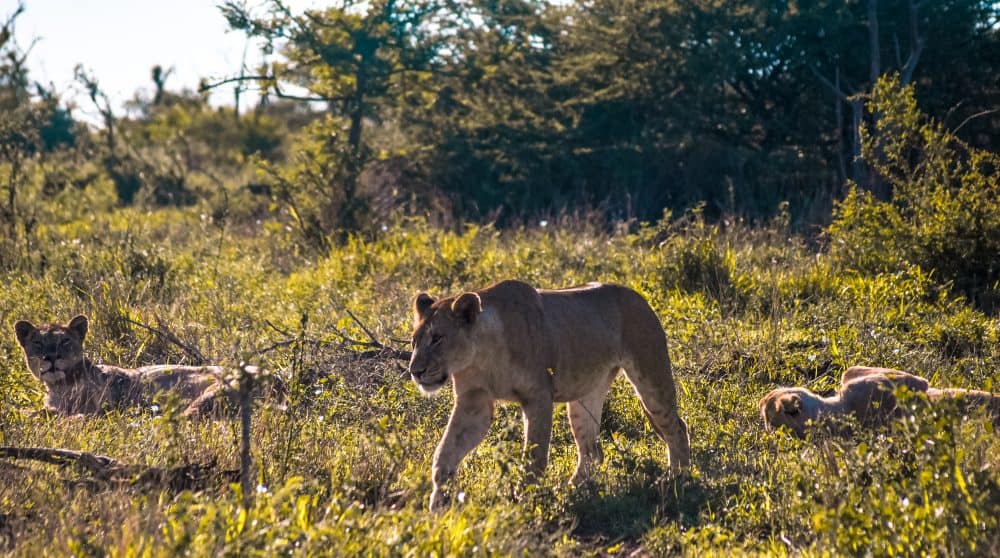 lions relaxing at Kruger National Park