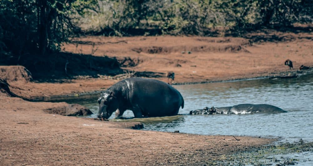 safari in Kruger National Park