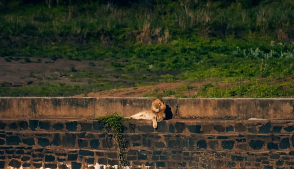 a lion sunbathing at Kruger national park