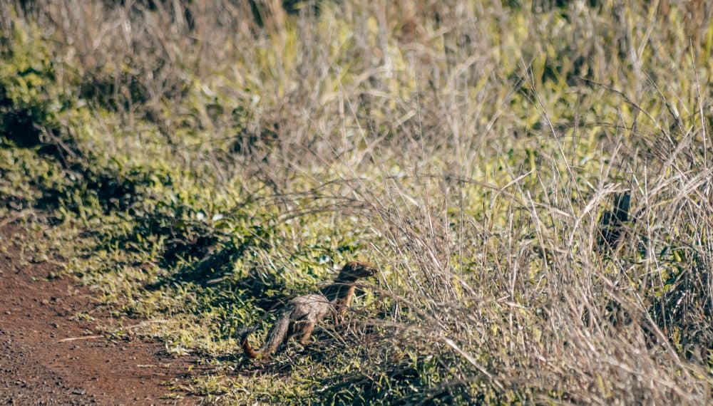 animal sightings at Kruger National Park