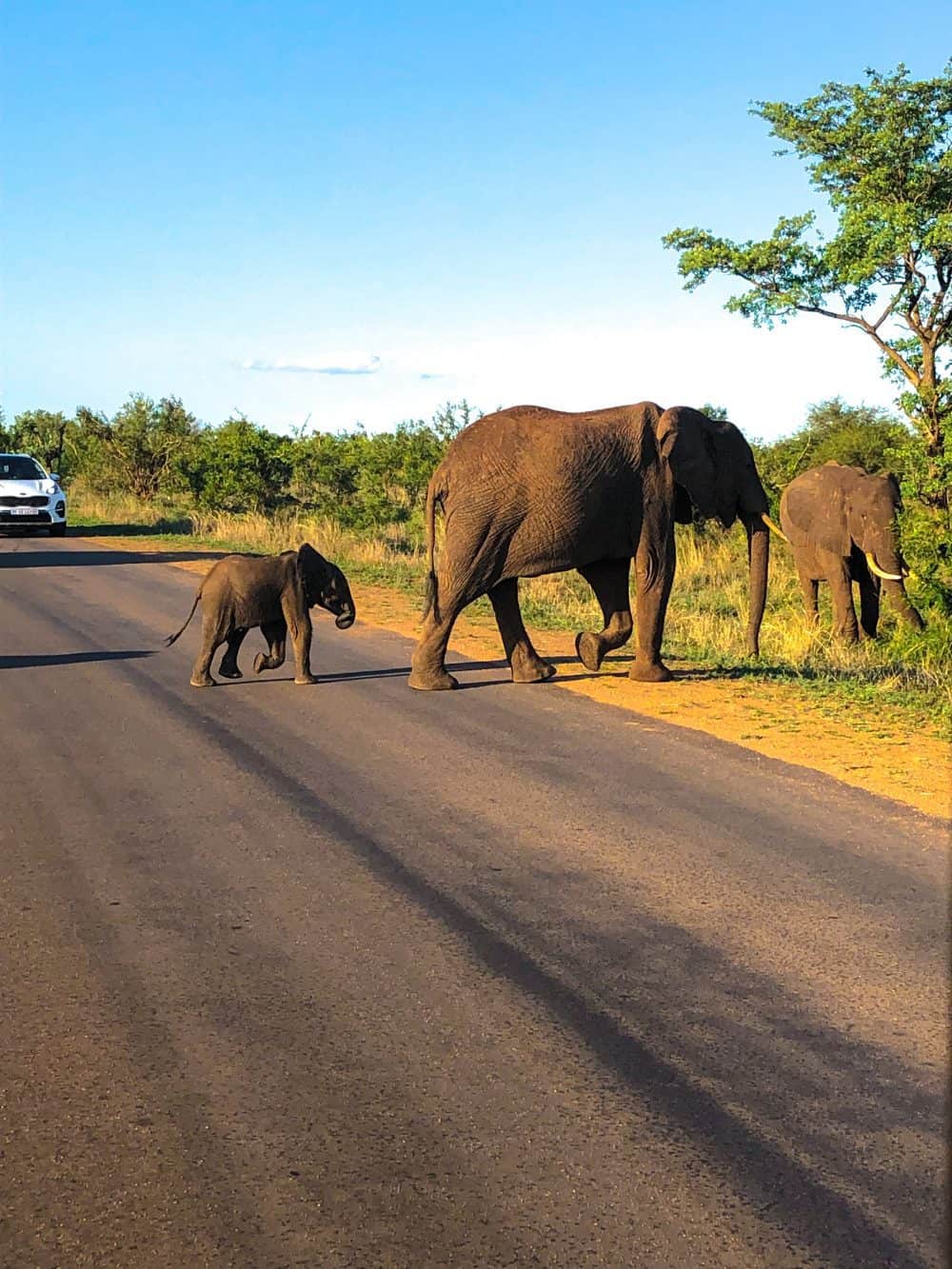 kruger national park safari elephants