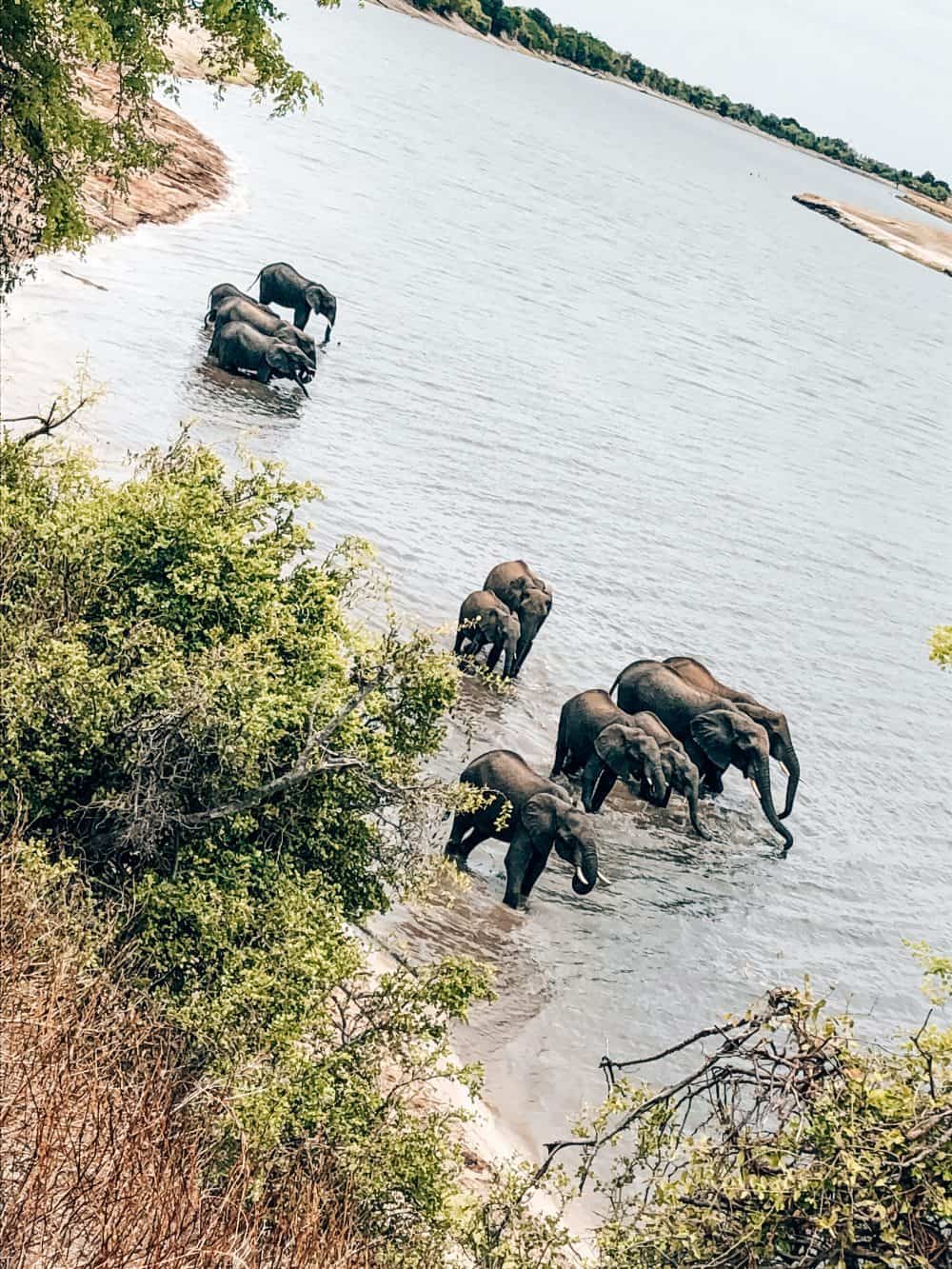 Elephants in the Chobe River, Botswana