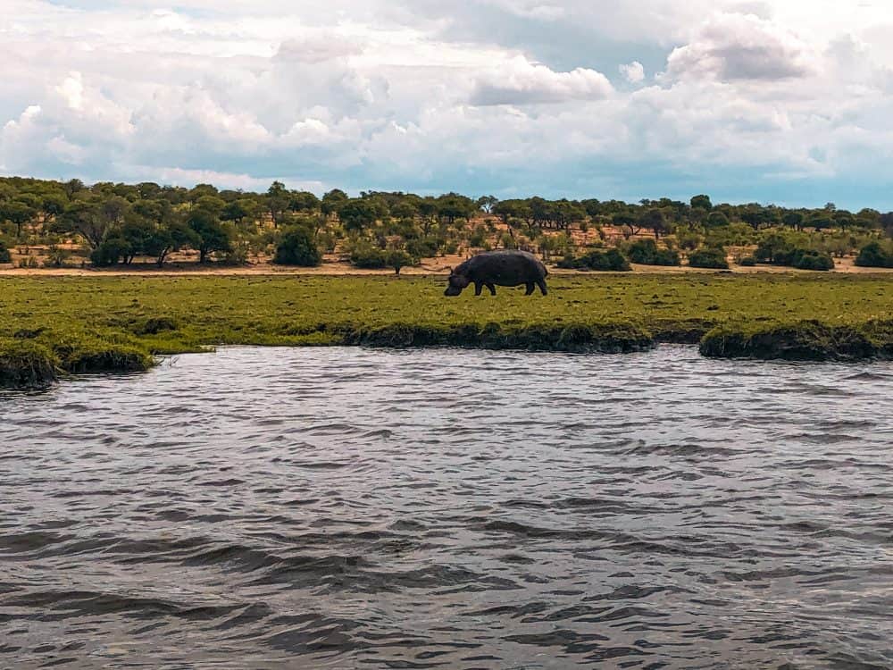 Hippo on the Chobe River in Botswana