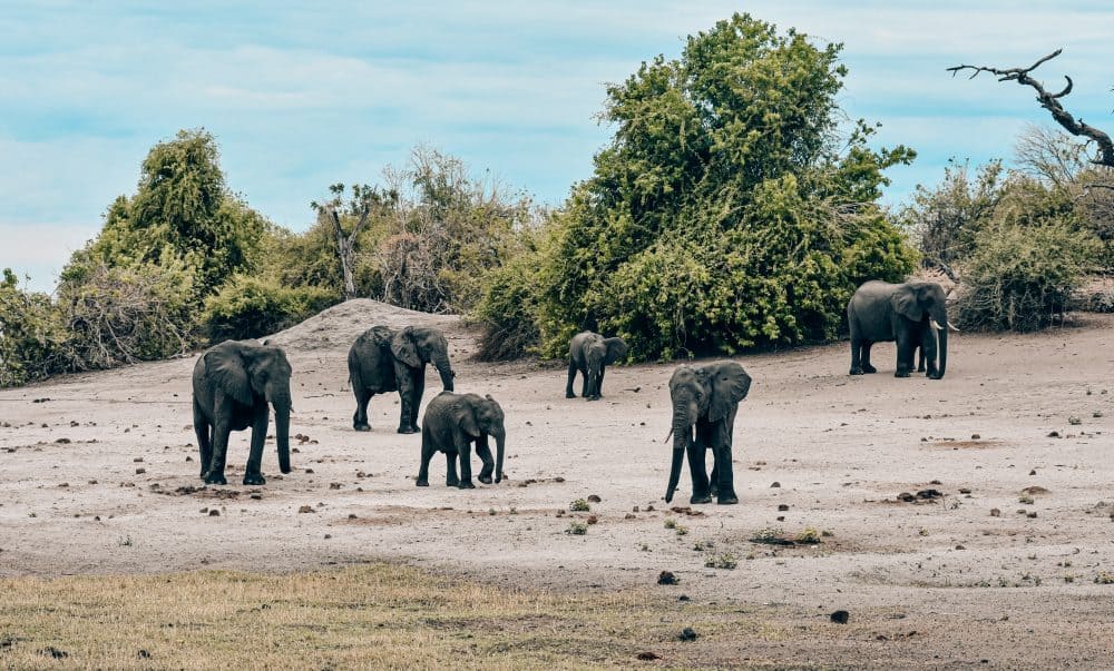 Elephants at Chobe National Park