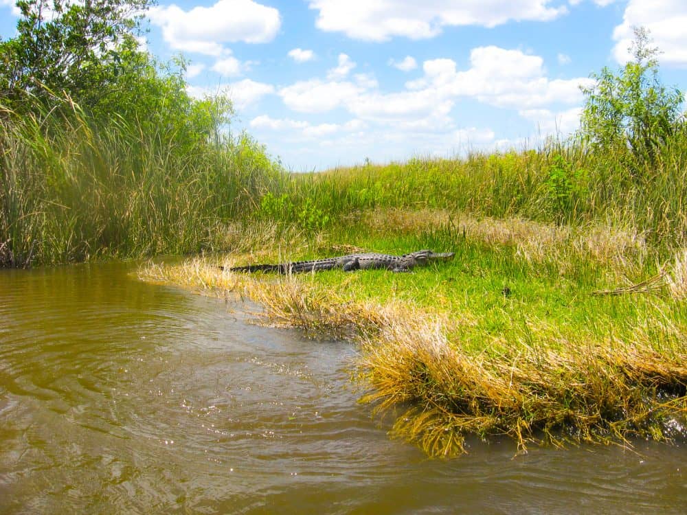 Alligators in the Everglades 