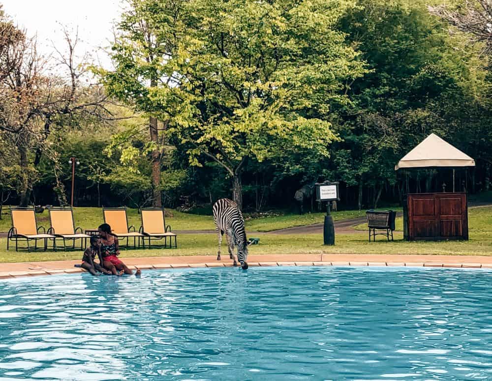 Zebras at the Avani Victoria Falls Hotel