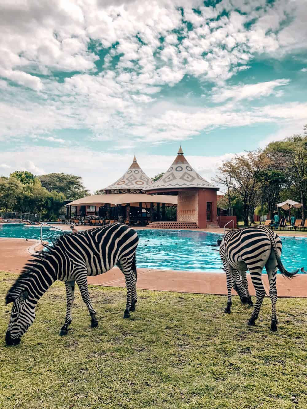 Zebras by the pool at the Avani Victoria Falls Resort