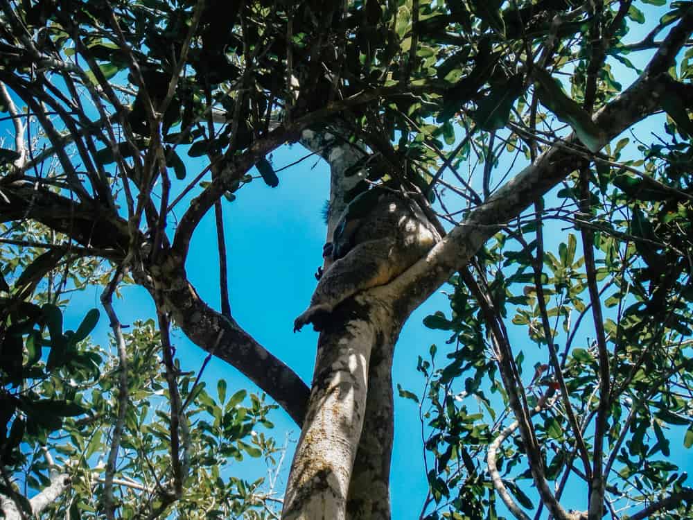 Spotting koalas in Noosa Heads National Park