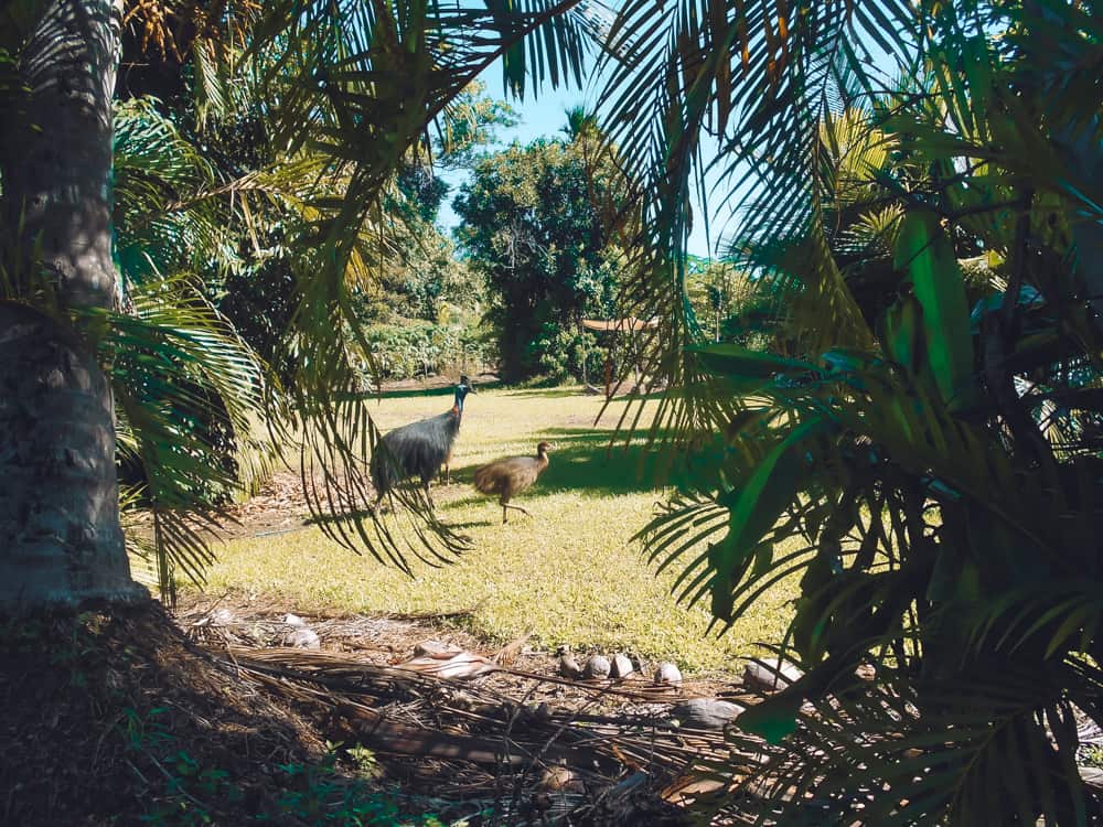 Cassowaries on the East Coast Australia road trip