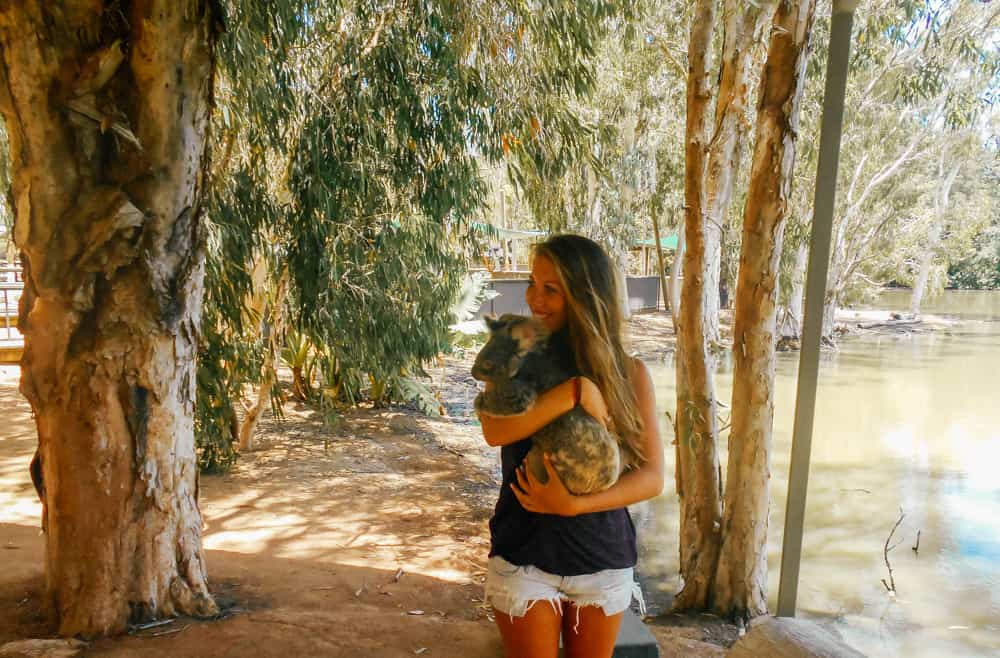 Koalas at the Billabong Sanctuary