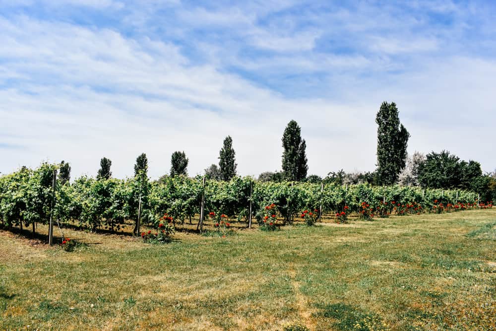 Vineywards near Modena, Emilia Romagna
